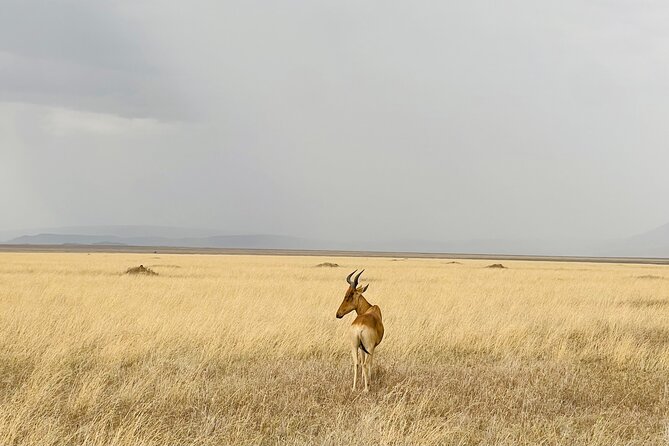 Big Five Dream Safari - Five useful things to know before booking