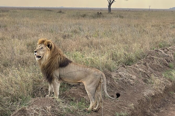Big Five Dream Safari - Three parks, one strong safari route