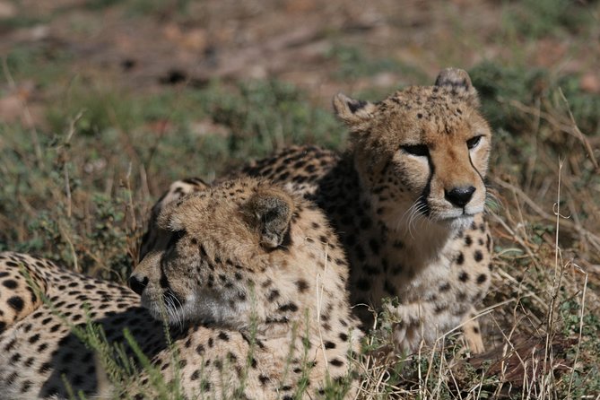 Big Five Game Reserve Wildlife Safari from Cape Town - Quick facts worth knowing