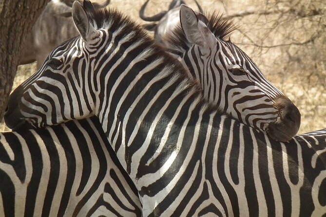 Big Five Luxury 7 Days Safari Tour in Arusha - Day 4: A full day on the Serengeti plains