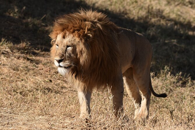 Big Five Luxury 7 Days Safari Tour in Arusha - Day 6: A shorter finish at Lake Manyara