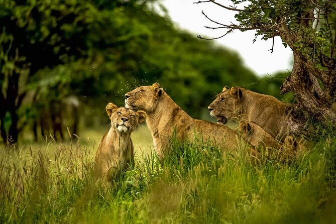 Big Five Luxury 7 Days Safari Tour in Arusha - Day 7: A calm departure from Arusha