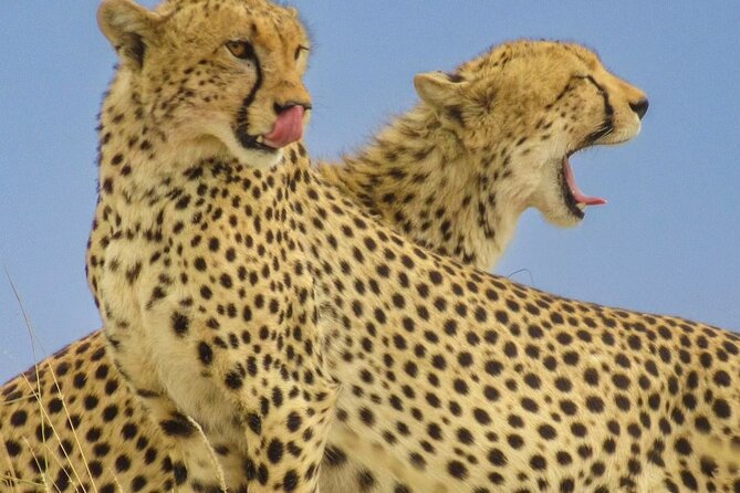 Big Five Luxury 7 Days Safari Tour in Arusha - Day 1: A simple arrival in Arusha