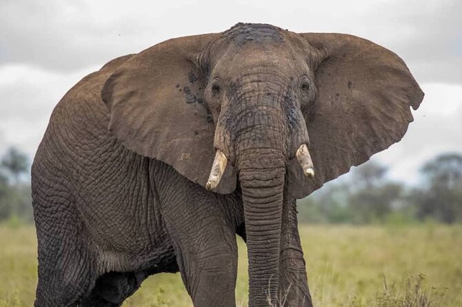 Big Five Luxury Safari in Tanzania - What the $2,900 price really covers