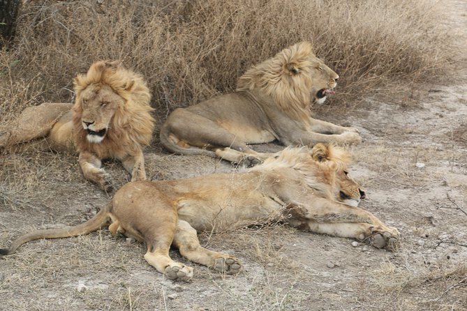 Big Five Luxury Safari in Tanzania - Day 3: The road to the Serengeti