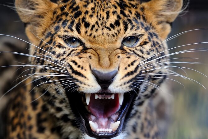 Big Five Luxury Safari in Tanzania - Day 4: A full Serengeti game drive