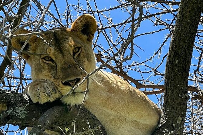 Big Five Luxury Safari in Tanzania - Day 5: Ngorongoro Crater from above and below