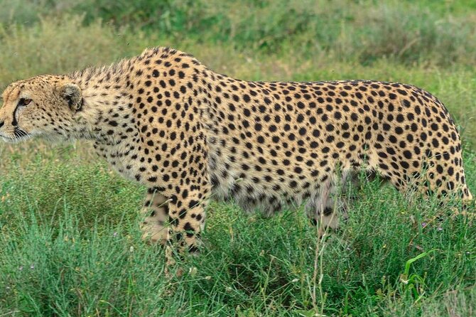 Big Five Luxury Safari in Tanzania - Day 6: Lake Manyara’s forest and escarpment