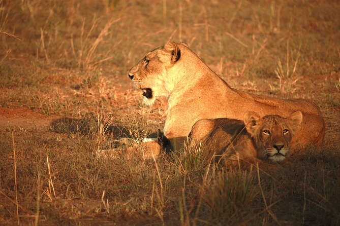 Big Five Luxury Safari in Tanzania - Day 7: A quiet finish before the airport