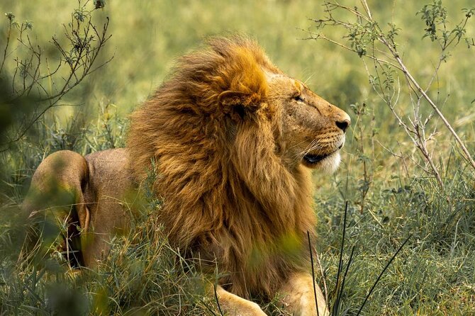 Big Five Luxury Safari in Tanzania - Day 1: Tarangire and its baobab country
