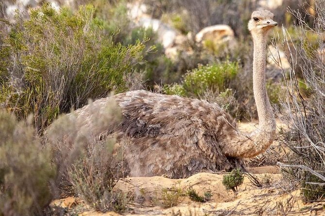 Big Five Safari Experience Near Cape Town ,South Africa - The real cost and what you receive