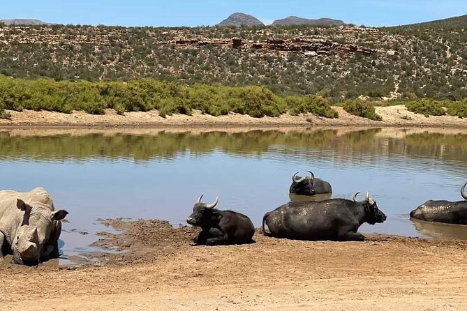 Big Five Safari Experience Near Cape Town ,South Africa - Who will enjoy this Cape Town safari most