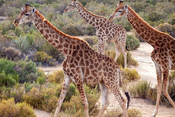 Big Five Safari Experience Near Cape Town ,South Africa - Three hours searching for the Big Five