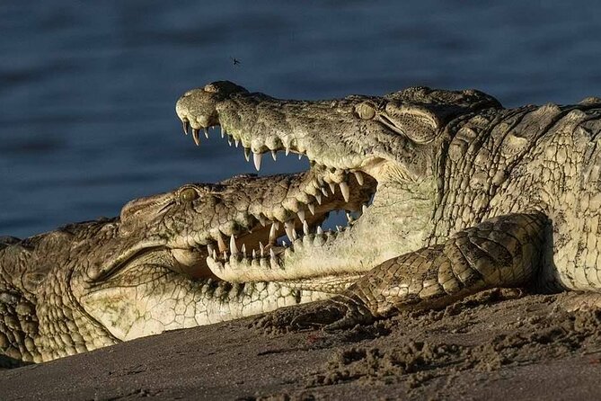 Big Five Safari In Tanzania - Why this seven-day route works