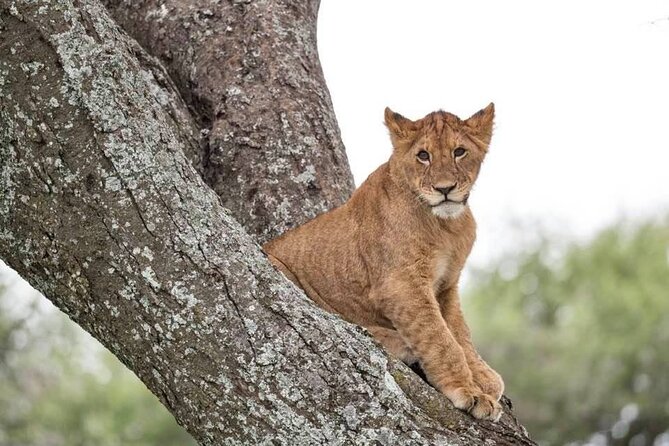 Big Five Safari In Tanzania - Day three: Lake Manyara in a single day