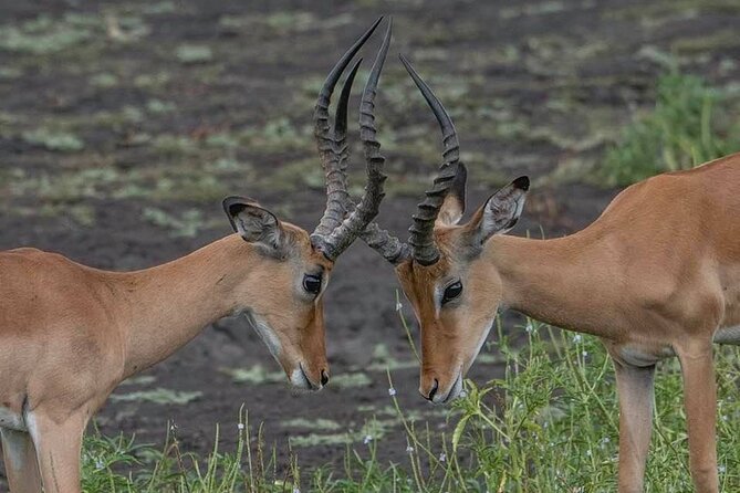 Big Five Safari In Tanzania - Day six: Down into Ngorongoro Crater
