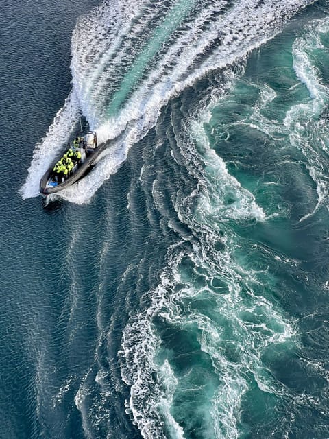 Bodø: Saltstraumen RIB Safari - Key points to know before booking