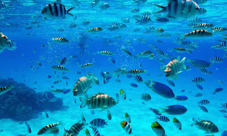 Bora Bora: 1/2 day lagoon safari - Shared tour - The guides make a real difference