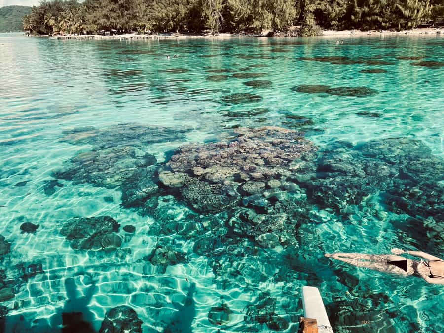 Bora Bora: 1/2 day lagoon safari - Shared tour - Choosing the best departure time