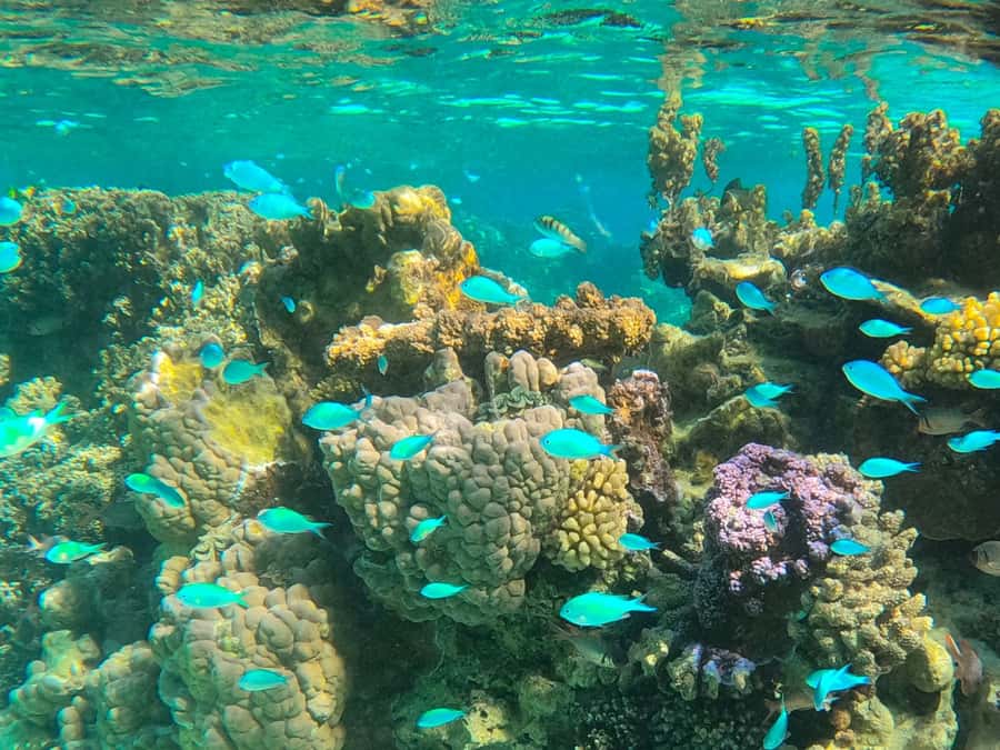 Bora Bora: 1/2 day lagoon safari - Shared tour - Getting from your hotel to the lagoon