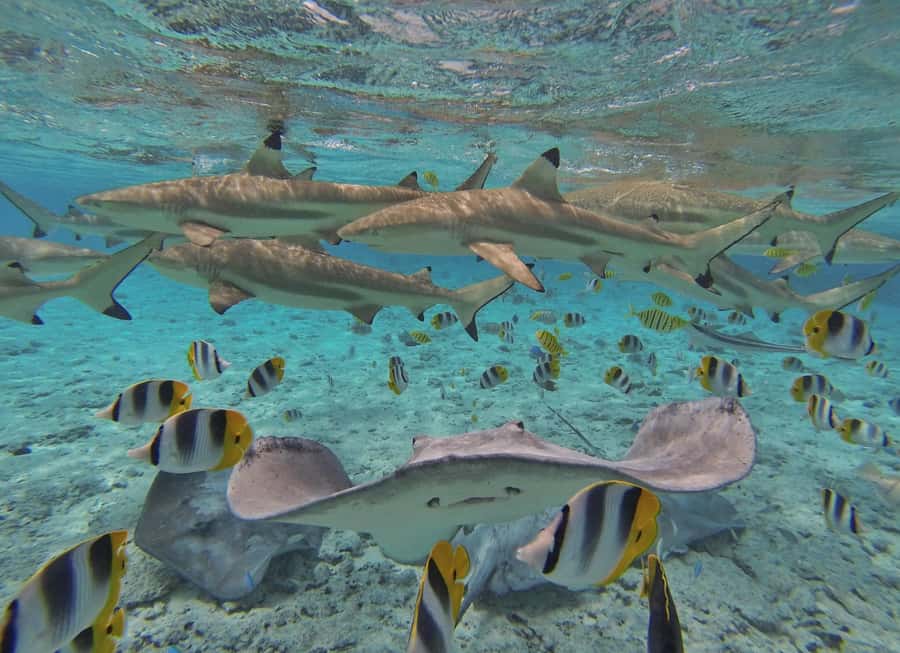 Bora Bora by Land and Sea: 4WD Safari and Snorkel - Searching for stingrays and black-tip reef sharks