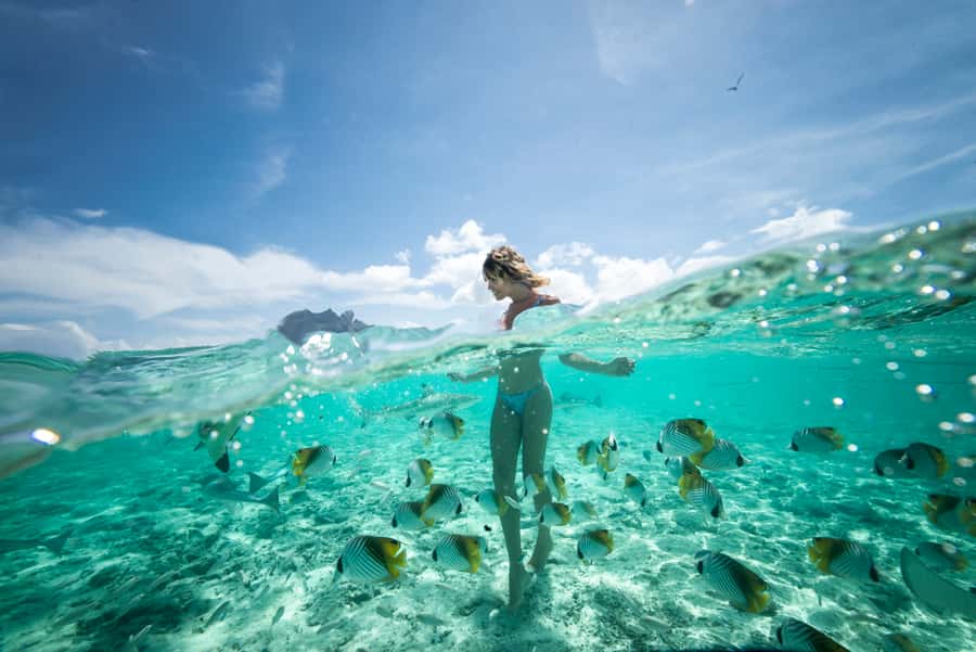 Bora Bora: Eco Shark and Snorkeling Safari - Key points to know before you book