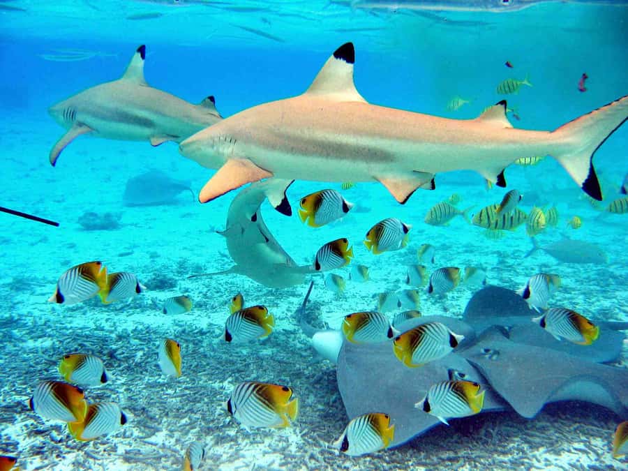 Bora Bora: Eco Shark and Snorkeling Safari - A short afternoon on Bora Bora’s lagoon