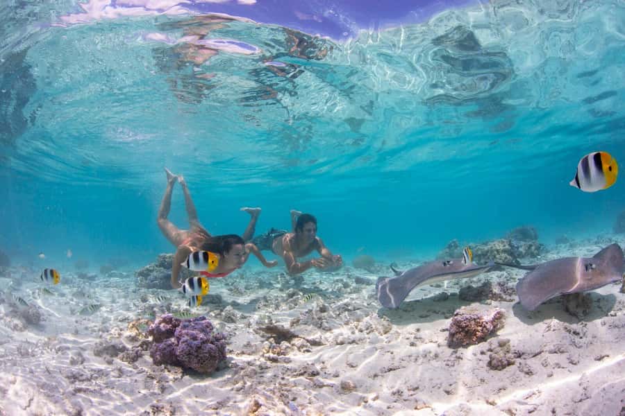 Bora Bora: Eco Shark and Snorkeling Safari - Stop one: black-tip sharks and friendly stingrays