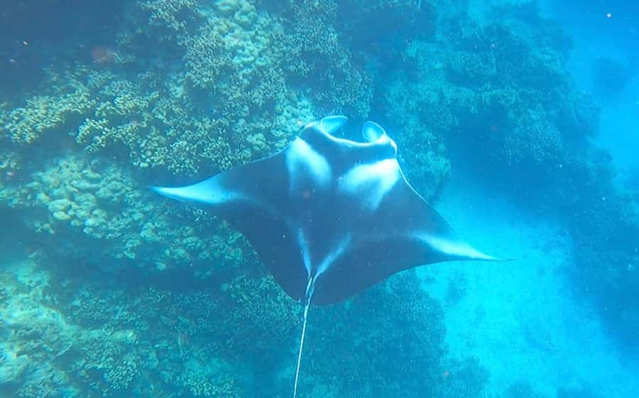 Bora Bora: Full day Lagoon Safari & Lunch on a Motu - ST - A six-hour way to see Bora Bora from the lagoon