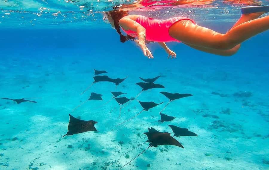 Bora Bora: Full day Lagoon Safari & Lunch on a Motu - ST - Is $151 good value?