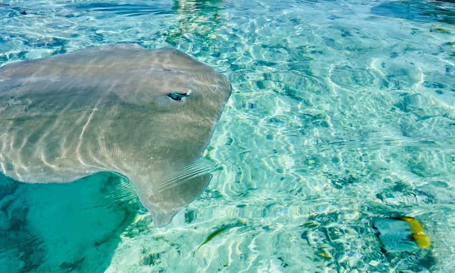 Bora Bora: Full day Lagoon Safari & Lunch on a Motu - ST - The boat ride and the changing views