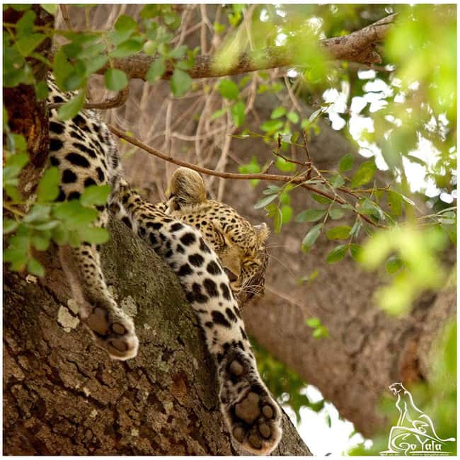 Budget Yala Safari with Accomadation & Meals Included - The Shared Jeep and Your Driver-Guide