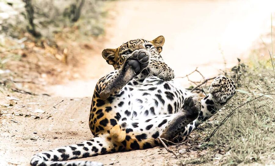 Budget Yala Safari with Accomadation & Meals Included - Dinner in the Open Kitchen
