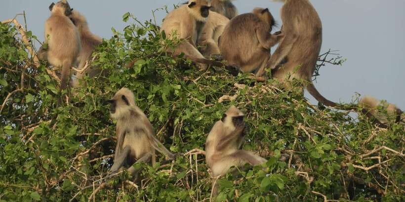 Bundala National Park Safari (PRIVATE TOURS) - The best part is the birdlife