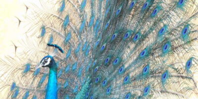 Bundala National Park Safari (PRIVATE TOURS)