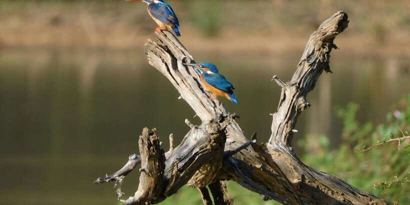 Bundala National Park Safari (PRIVATE TOURS) - Elephants, crocodiles, monkeys, and lucky surprises