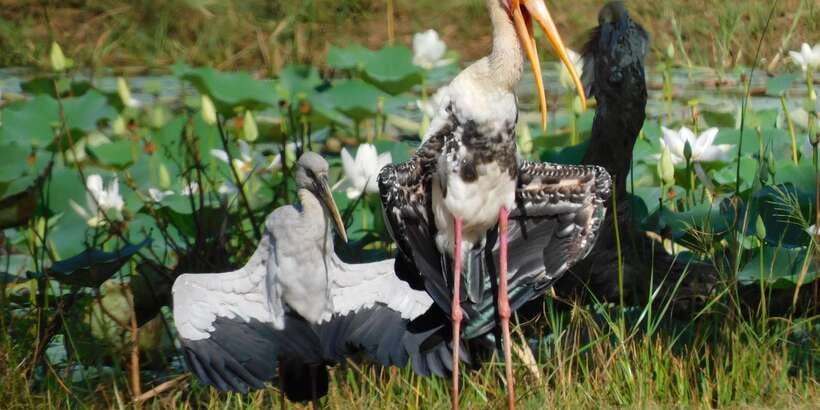 Bundala National Park Safari (PRIVATE TOURS) - Why the quiet matters