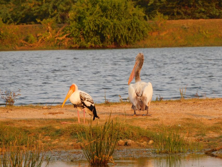 Bundala National Park Safari (PRIVATE TOURS) - A coastal finish can add something special