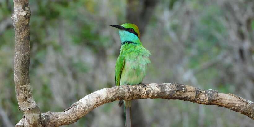 Bundala National Park Safari (PRIVATE TOURS) - Guides are the key value