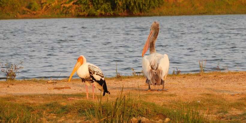 Bundala National Park Safari (PRIVATE TOURS) - Is $36 per person good value?