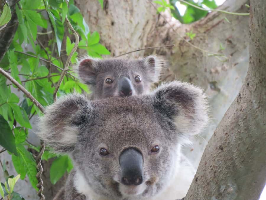 Byron Bay: Full-Day Wildlife Safari - Key points at a glance
