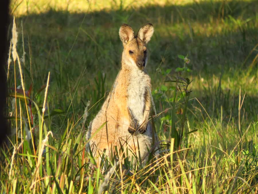 Byron Bay: Full-Day Wildlife Safari - Three habitats, three different wildlife searches