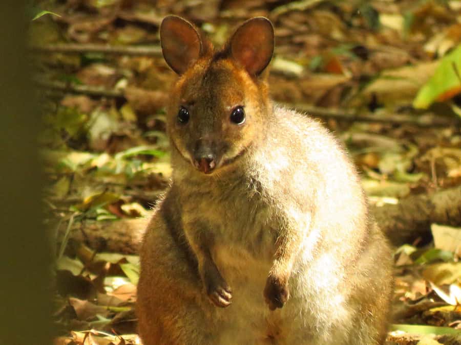 Byron Bay: Full-Day Wildlife Safari - Rainforest, flying foxes, and possible surprises
