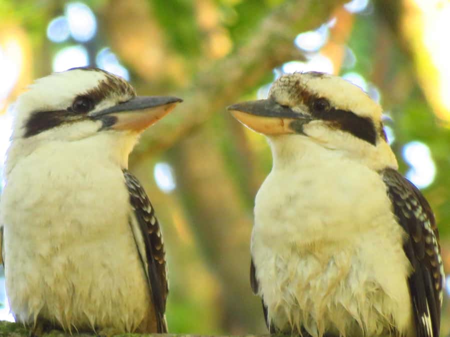 Byron Bay: Full-Day Wildlife Safari - Who should book this Byron Bay safari?