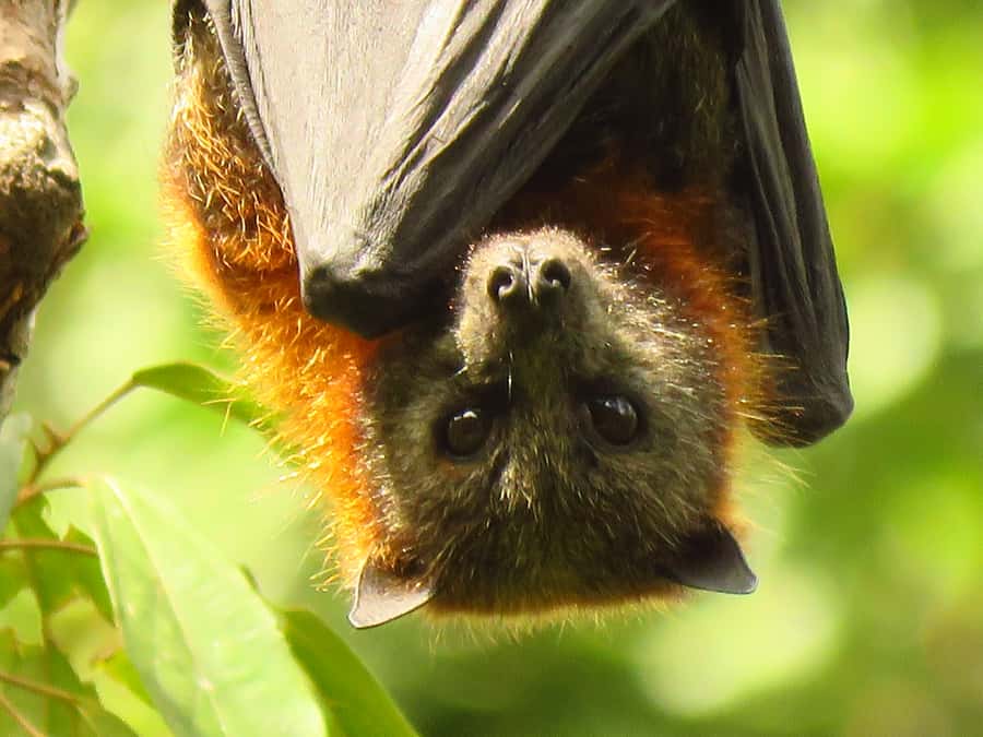 Byron Bay: Full-Day Wildlife Safari - Should you book it?