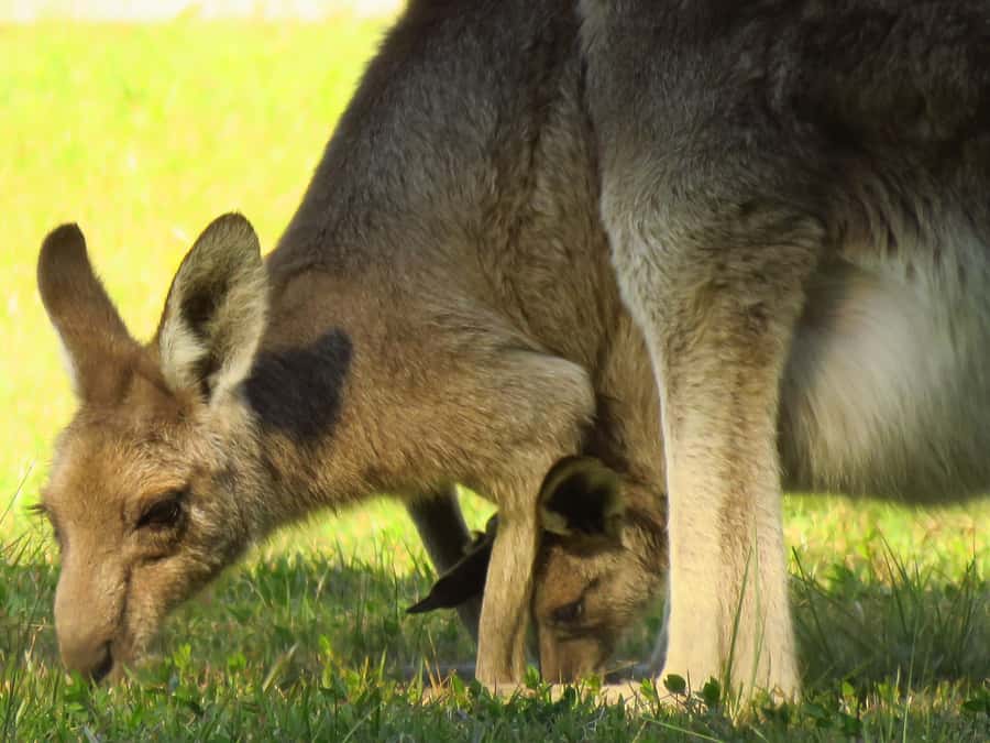 Byron Bay: Full-Day Wildlife Safari - Kangaroos, wallabies, and open grassland
