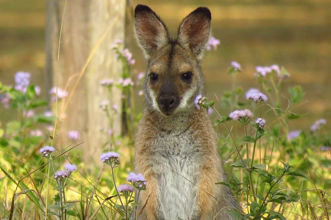 Byron Bay Wildlife Safari - Three habitats, one well-planned wildlife day