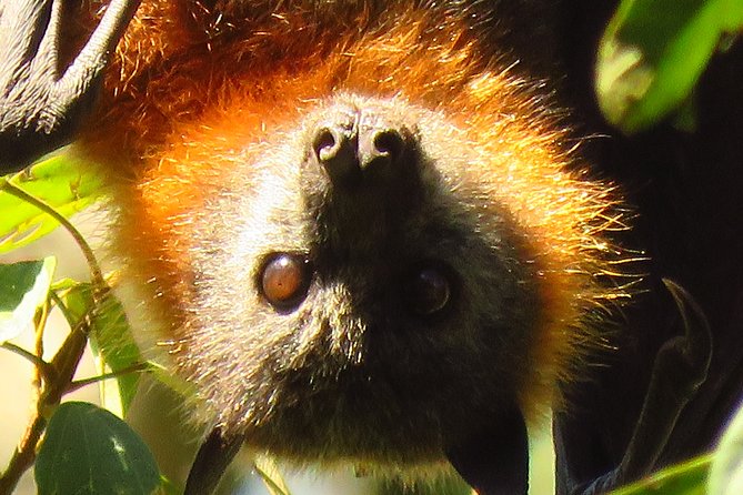Byron Bay Wildlife Safari - What the seven-hour schedule feels like