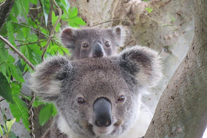 Byron Bay Wildlife Safari - Koalas, kangaroos, and flying foxes are the main promise