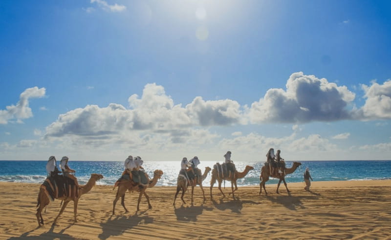 Cabo: Camel Safari Adventure with Tacos - Key points at a glance